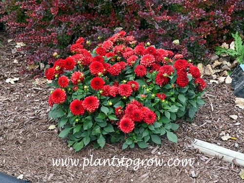 Gallery Singer Dahlia 
This was a great compact plant in my front driveway garden.